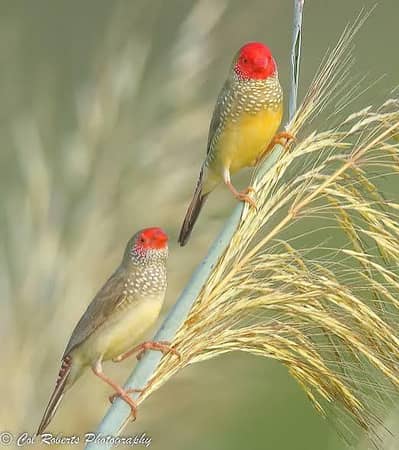 All Finch Available Star Parson shaftail Owl Cutthroat dimond zebra