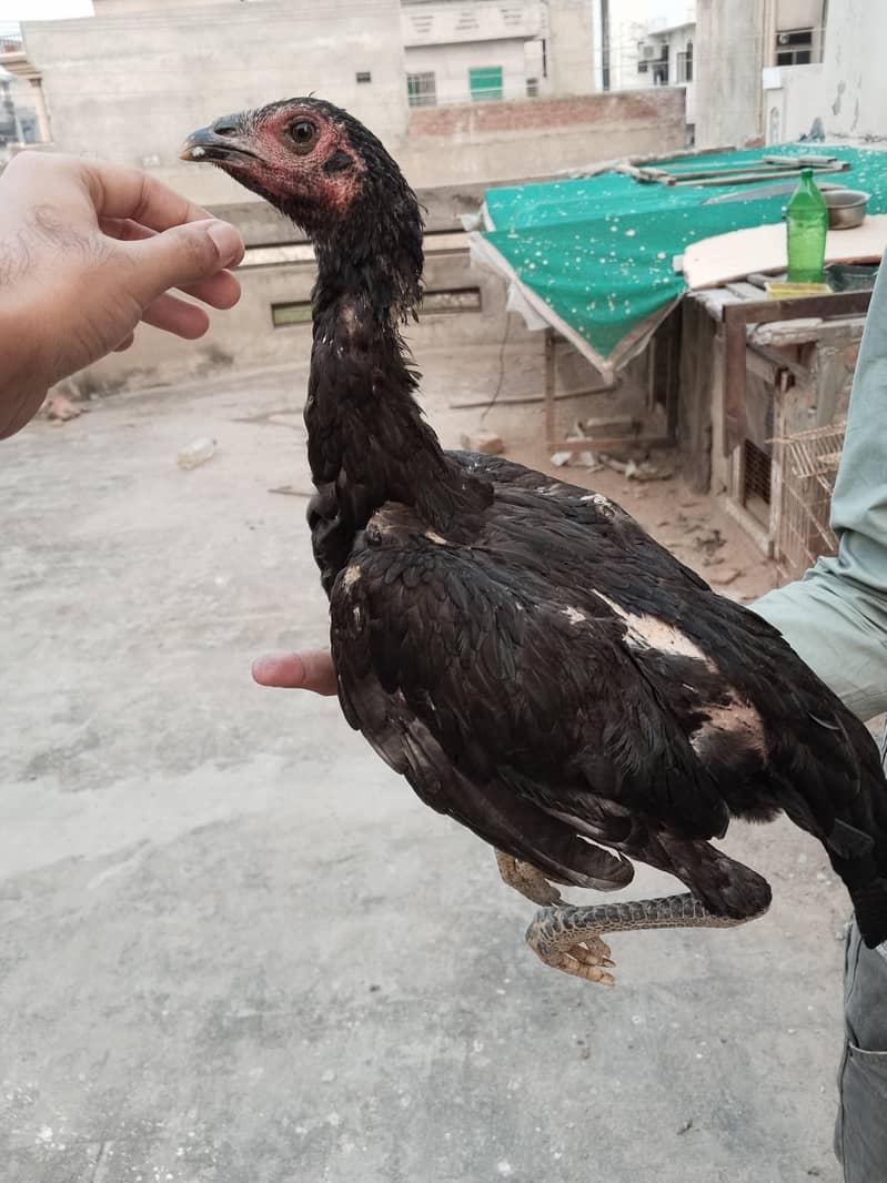 Thai aseel 7