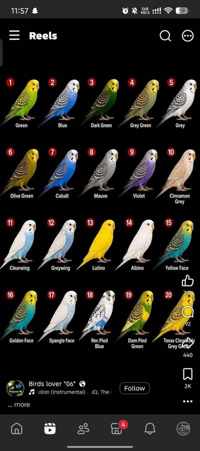 Australian parrot