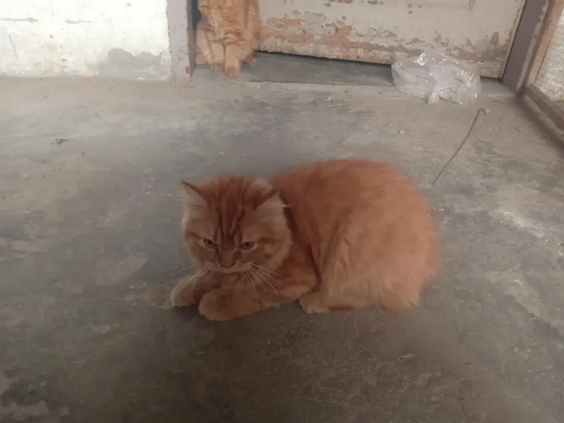 Available Persian Cats ! Brown color