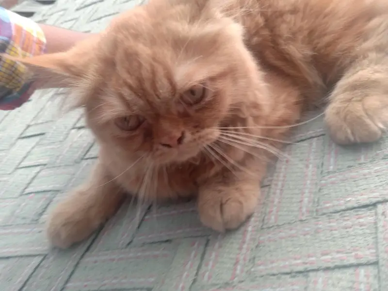 Available Persian Cats ! Brown color — photo 2