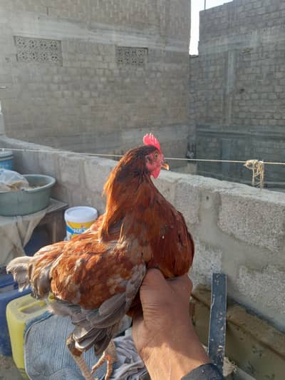 2 Misri young male 2500 dono ke 03182252554