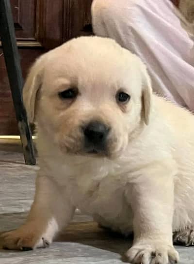 Labrador pedigree microchip  puppies 03014615555