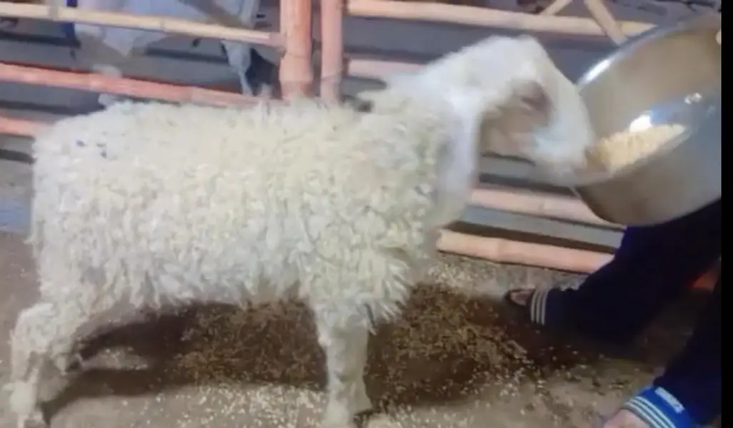 Dumba Bakra Bakri