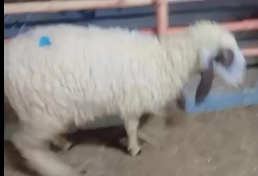 Dumba Bakra Bakri — photo 2