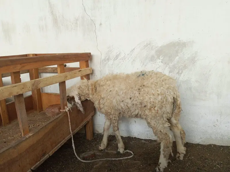 Dumba Bakra Bakri — photo 3