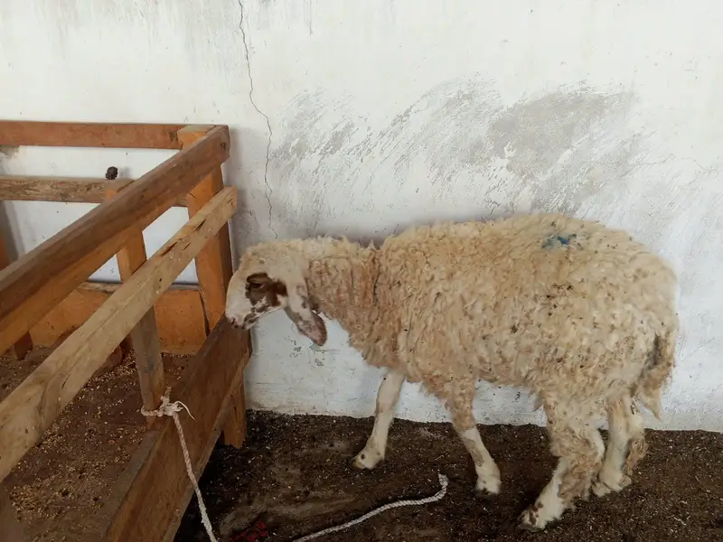 Dumba Bakra Bakri — photo 4