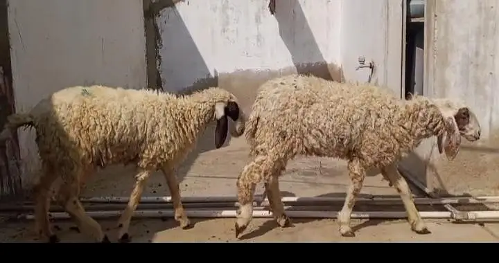 Dumba Bakra Bakri — photo 5