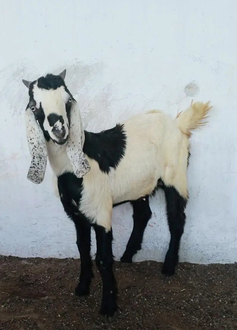 Dumba Bakra Bakri — photo 6