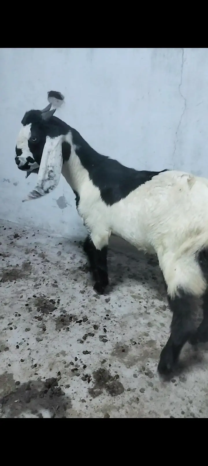 Dumba Bakra Bakri — photo 7