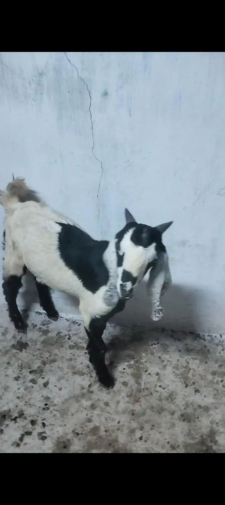 Dumba Bakra Bakri — photo 8
