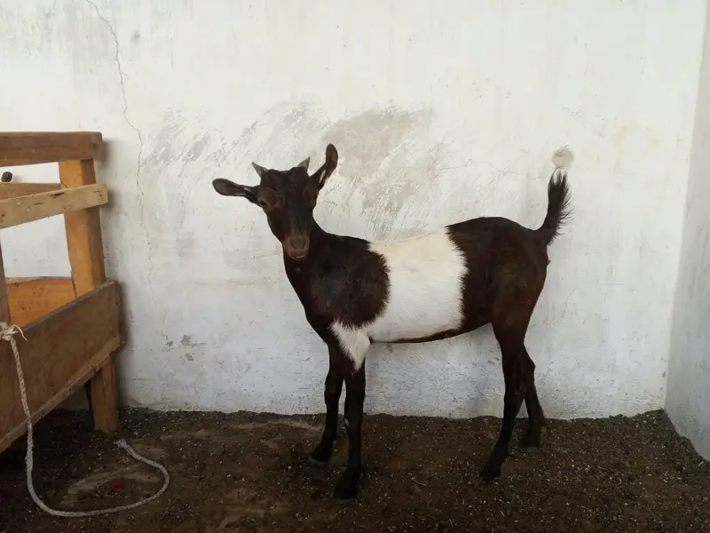 Dumba Bakra Bakri — photo 9