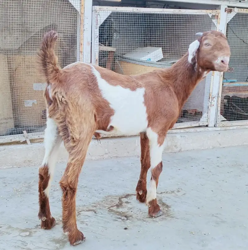 Dumba Bakra Bakri — photo 10