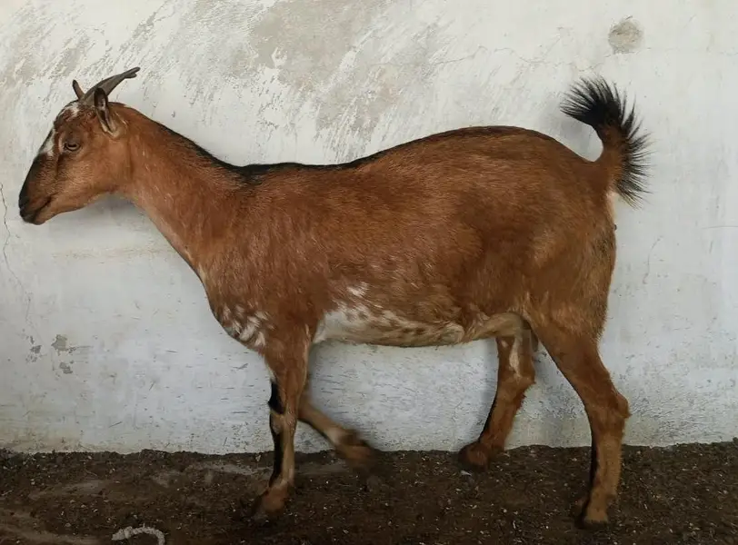 Dumba Bakra Bakri — photo 11