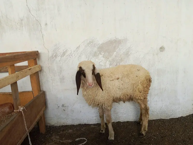 Dumba Bakra Bakri — photo 12