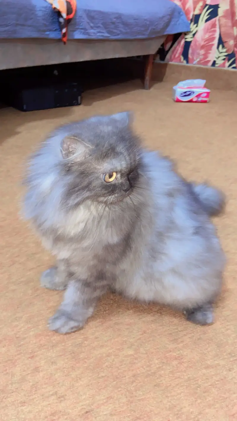 Triple court Grey cat