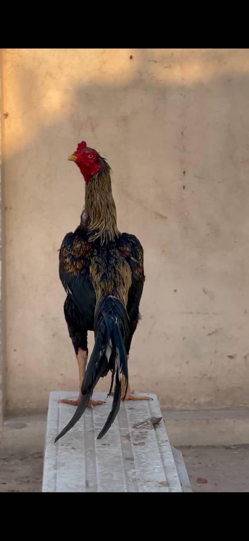 Quality Jawa Aseel 5 bar پیڑ jeeta hua ha. 0