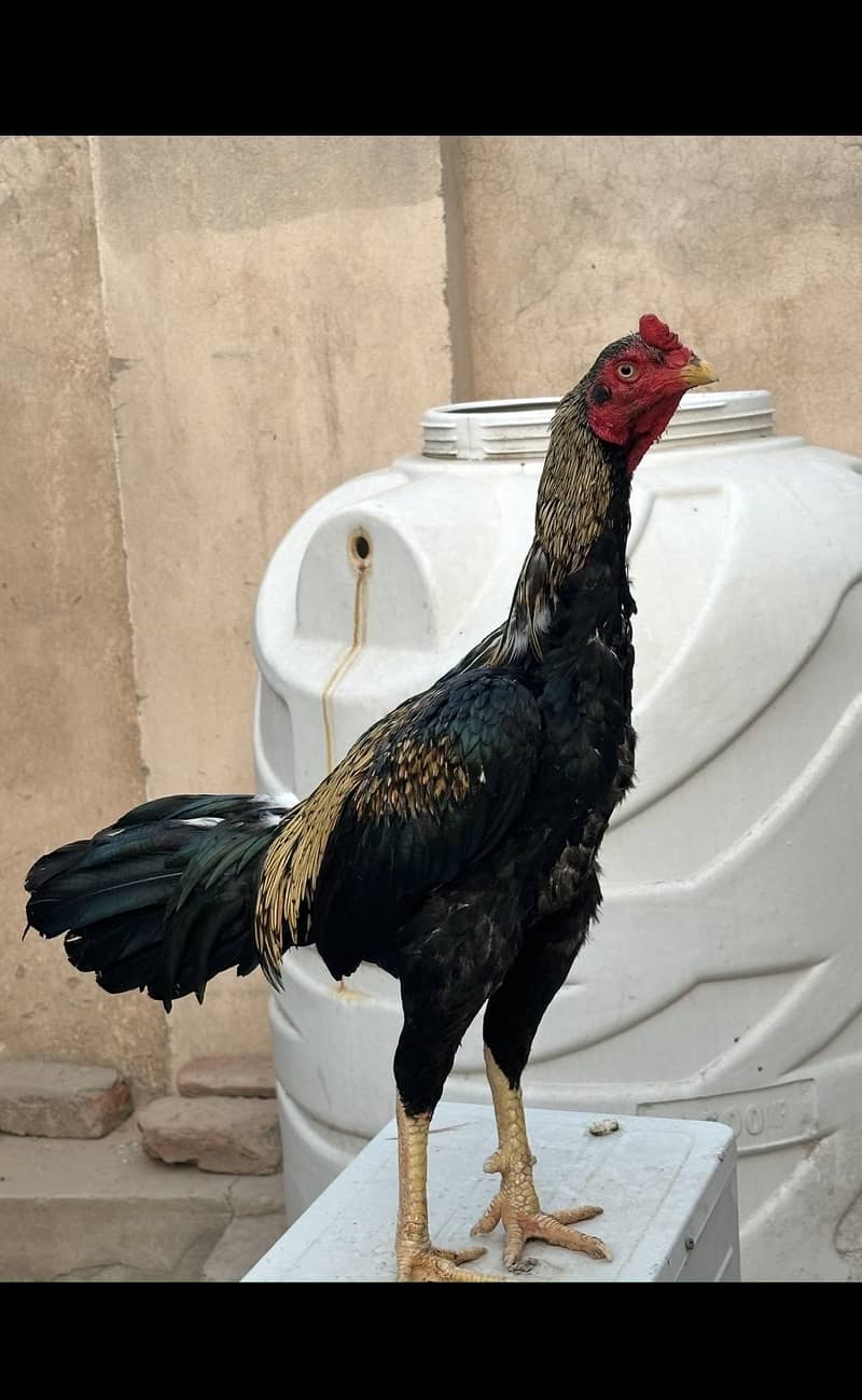 Quality Jawa Aseel 5 bar پیڑ jeeta hua ha. 1