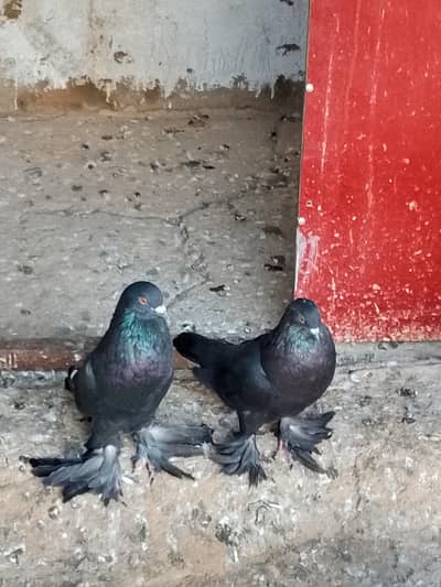 Black Poom Pigeon Pair For Sale