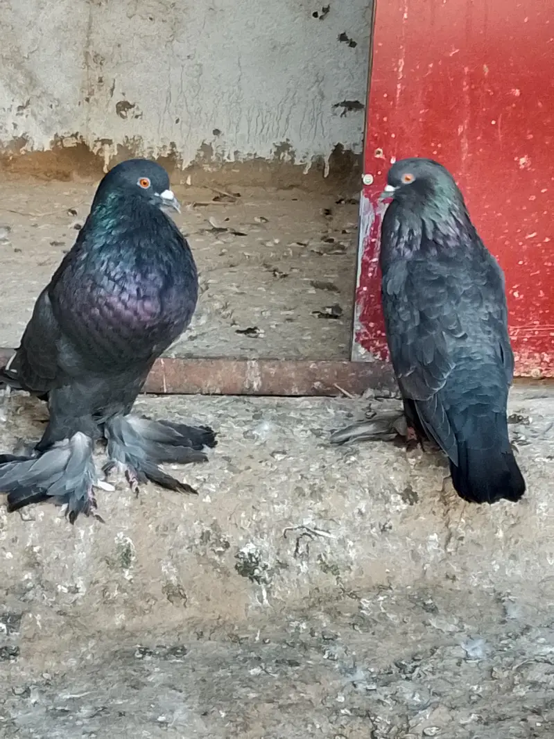 Black Poom Pigeon Pair For Sale — photo 2