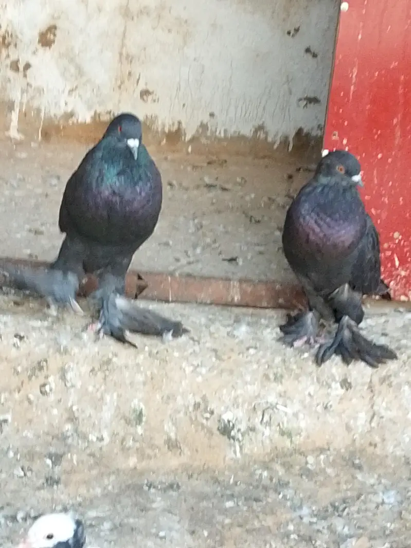 Black Poom Pigeon Pair For Sale — photo 3
