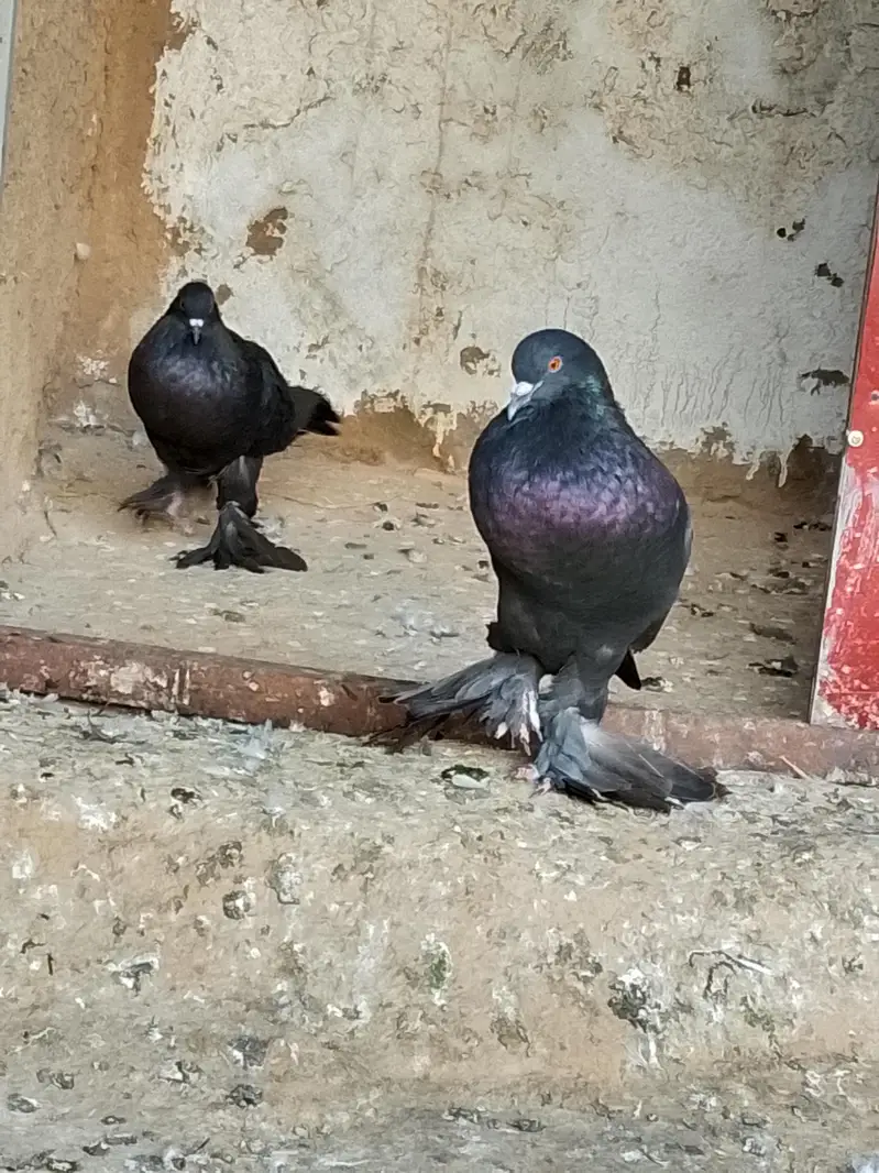 Black Poom Pigeon Pair For Sale — photo 4