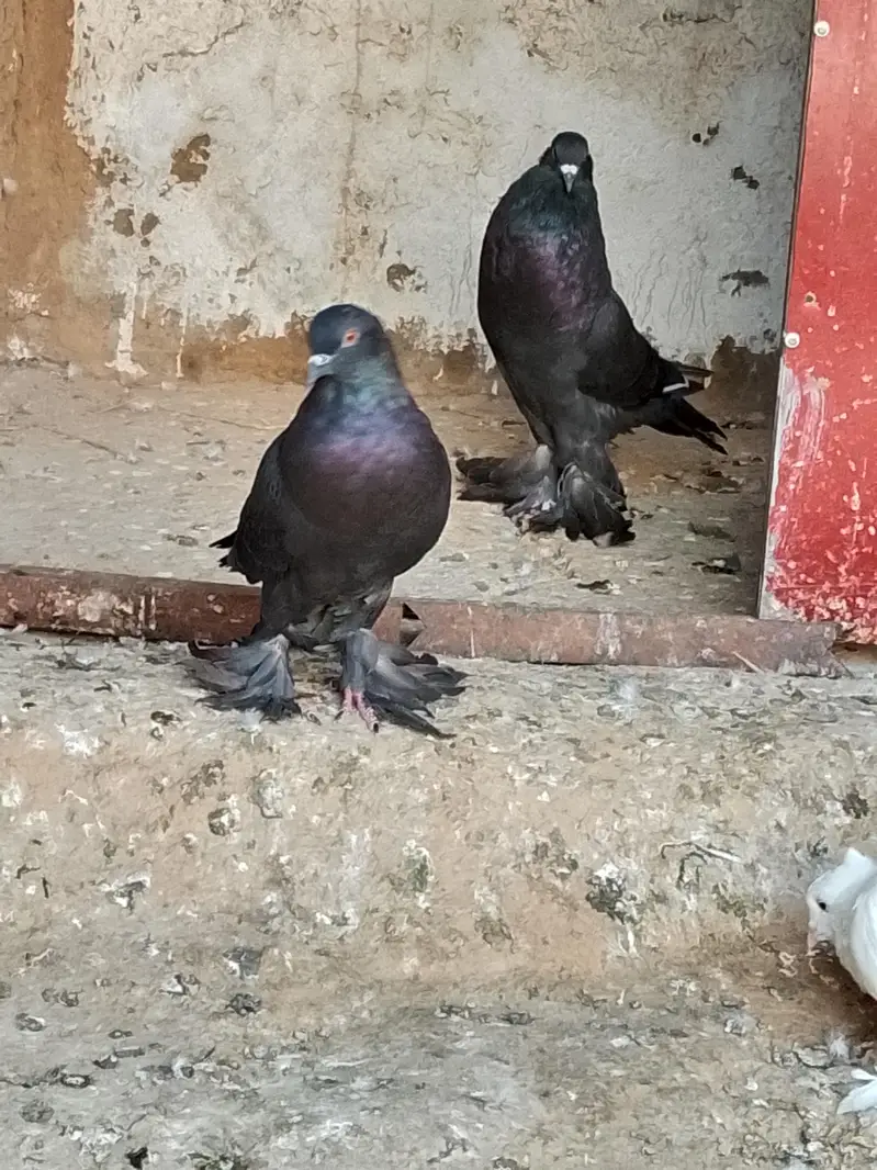 Black Poom Pigeon Pair For Sale — photo 5