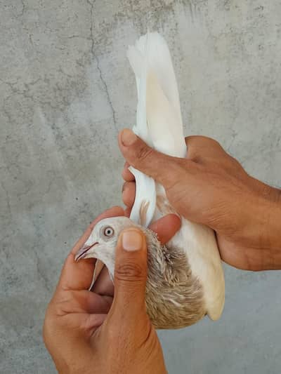 Pigion female for sale