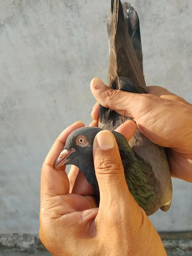 Pigion female for sale — photo 2