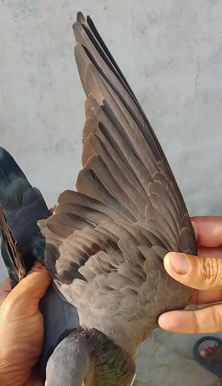 Pigion female for sale — photo 3