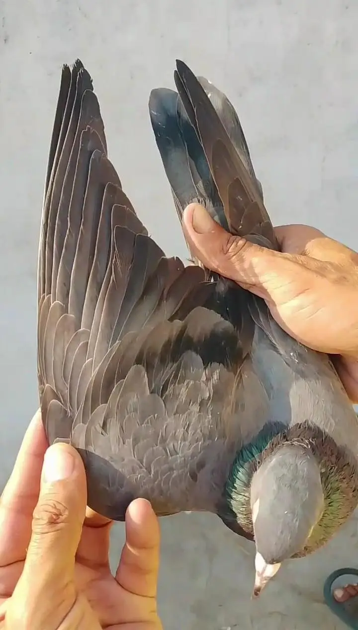 Pigion female for sale — photo 4