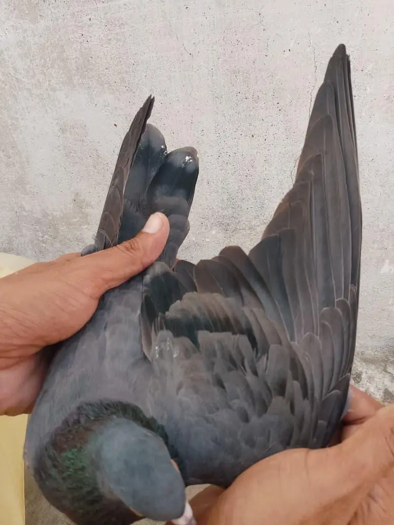 Pigion female for sale — photo 5