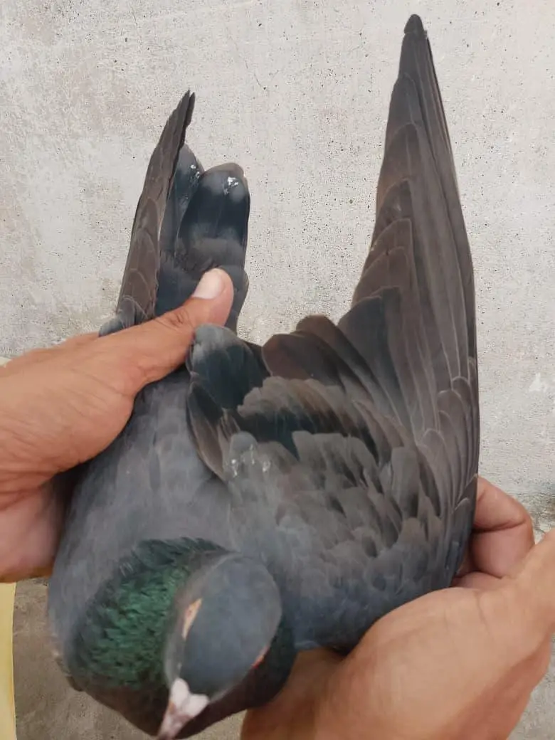 Pigion female for sale — photo 6