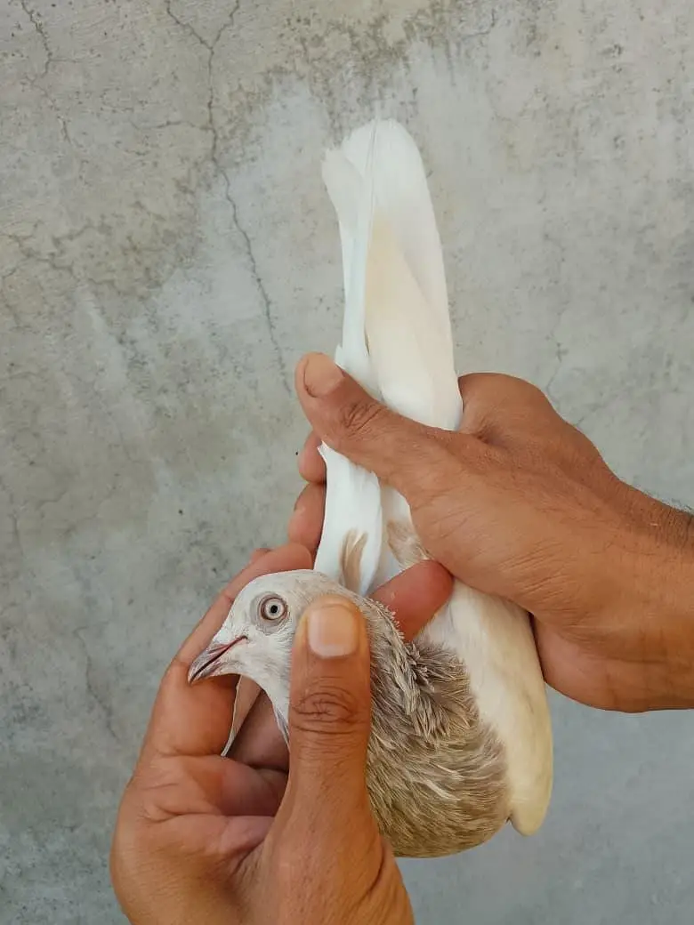 Pigion female for sale — photo 7
