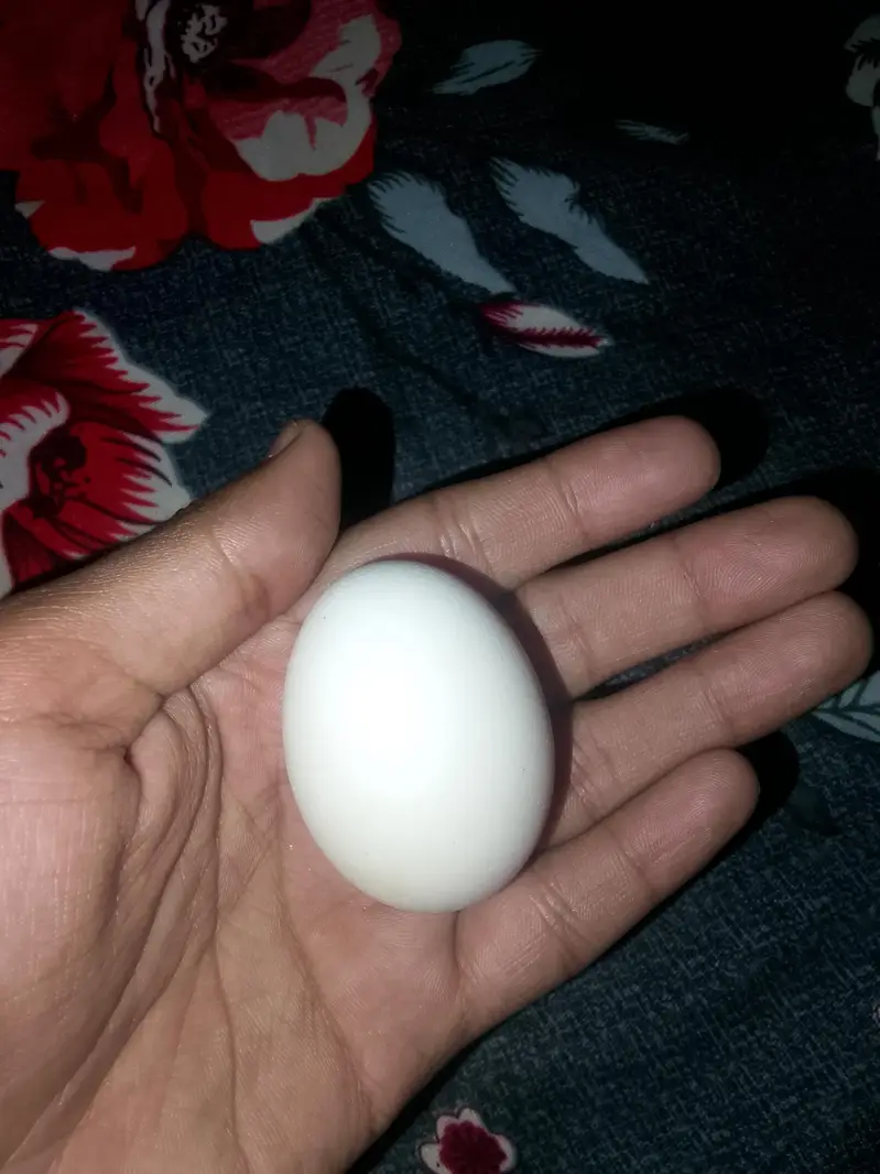 black Ayam eggs for sale
