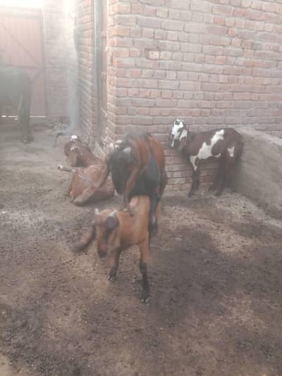 pure nagri path