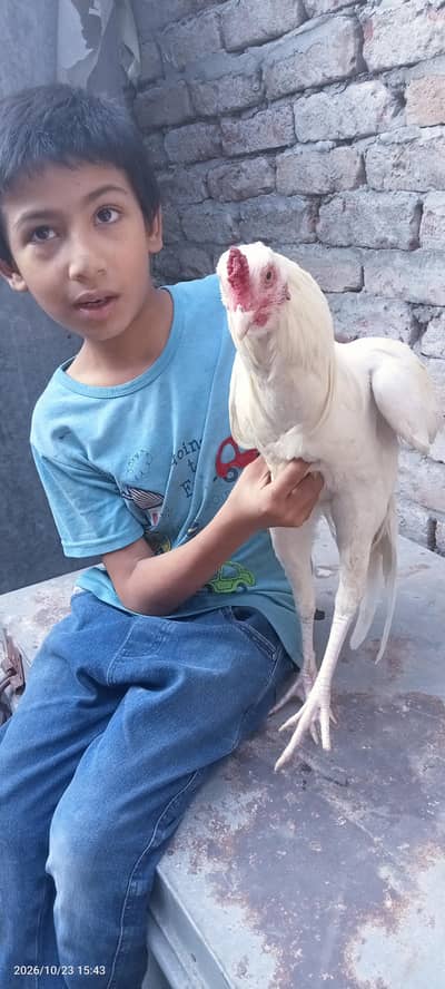 assel hewra patha
