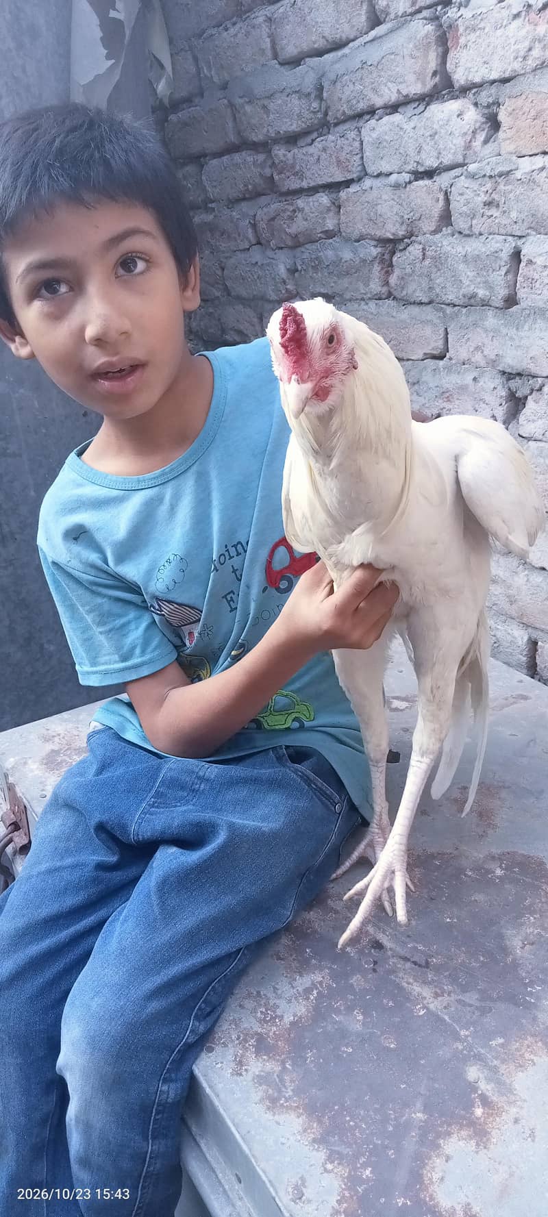assel hewra patha 0