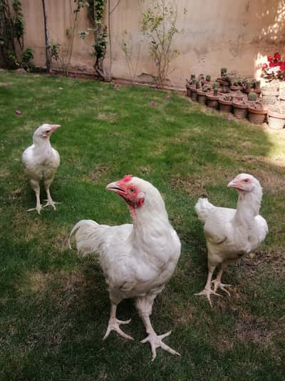 Heera Aseel