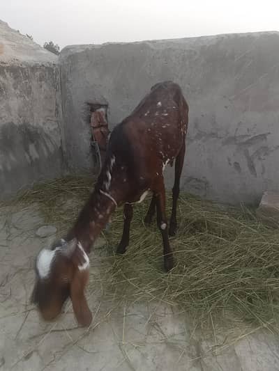 Goat with Bakra 7 sy 8 mahiny ka