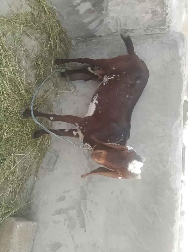 Goat with Bakra 7 sy 8 mahiny ka — photo 2