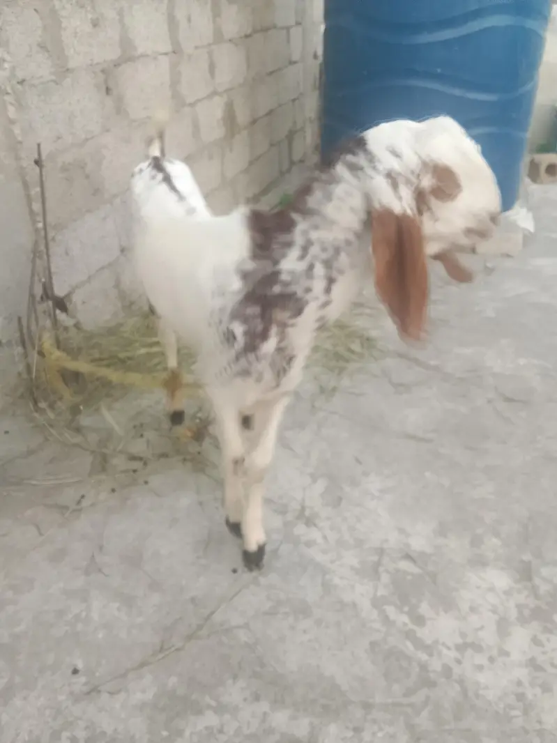 Goat with Bakra 7 sy 8 mahiny ka — photo 3