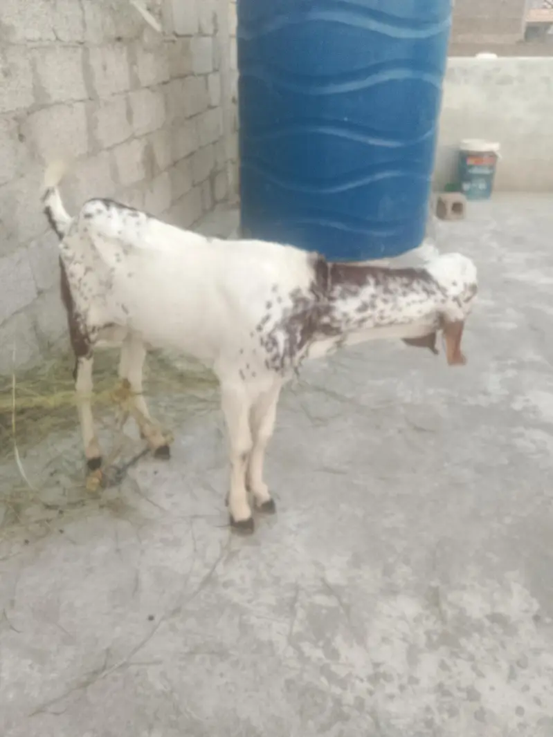 Goat with Bakra 7 sy 8 mahiny ka — photo 4