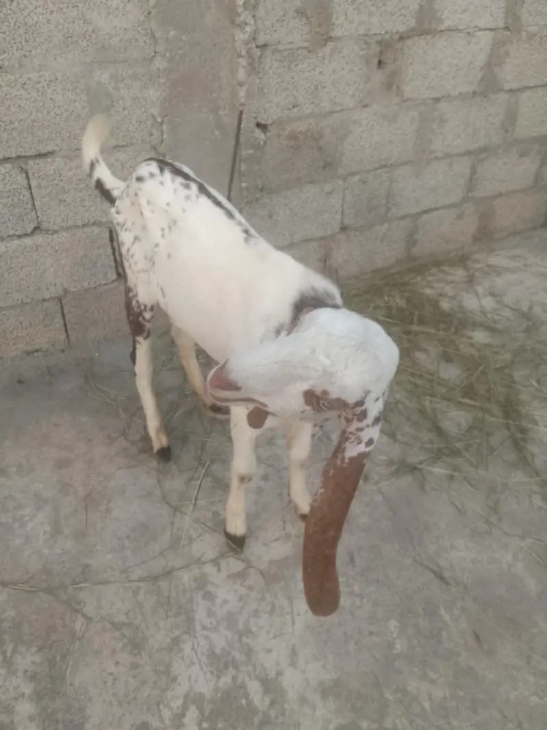 Goat with Bakra 7 sy 8 mahiny ka — photo 5