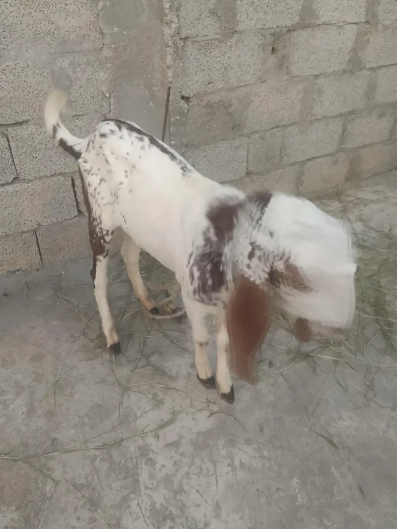 Goat with Bakra 7 sy 8 mahiny ka — photo 6