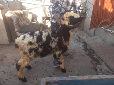 dumba for sale