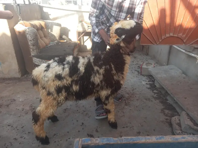 dumba for sale — photo 2