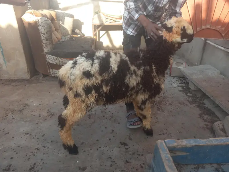 dumba for sale — photo 3