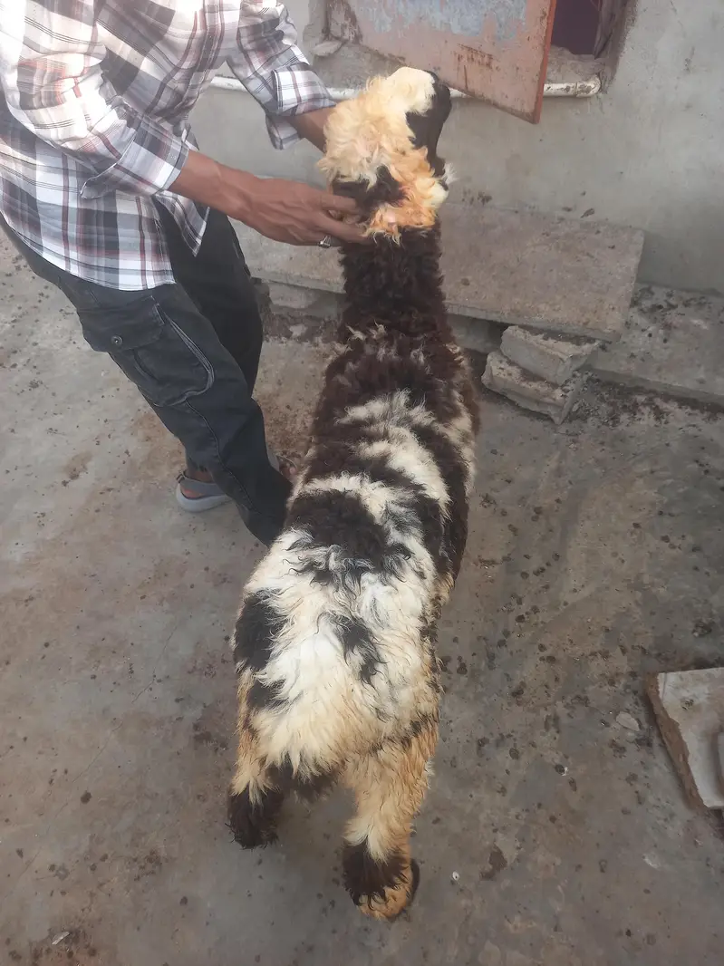 dumba for sale — photo 4