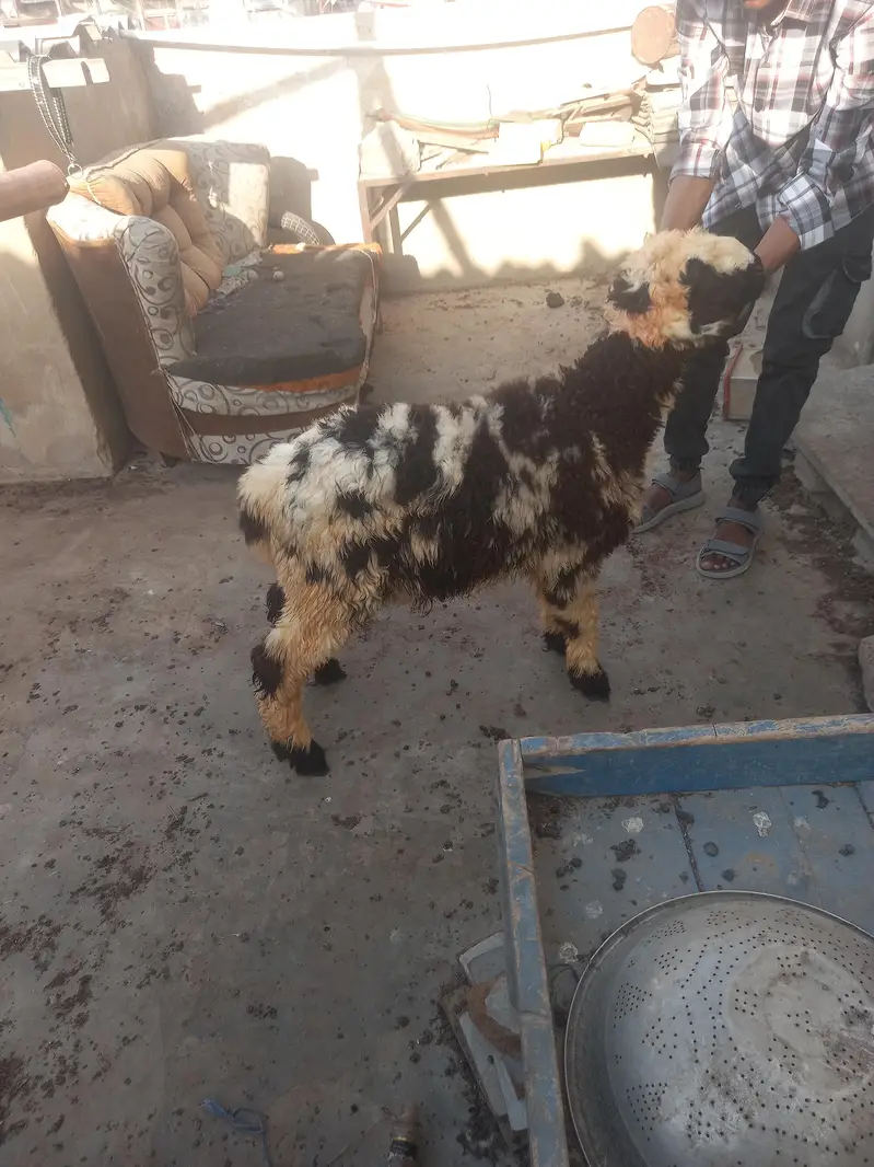 dumba for sale — photo 6